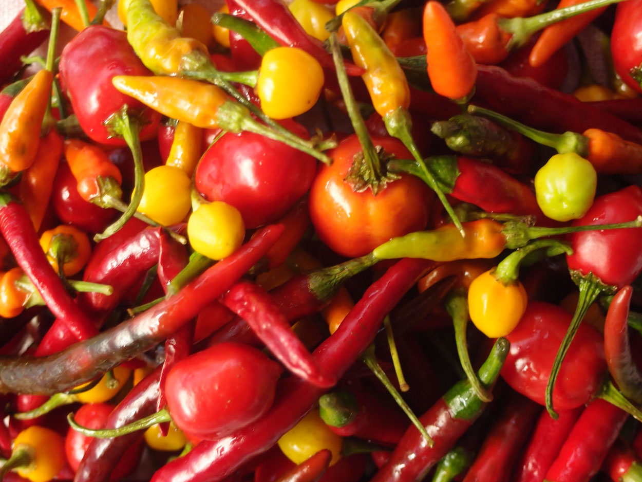 2016-01-26 Pimentas 1 + 2 (Foto)